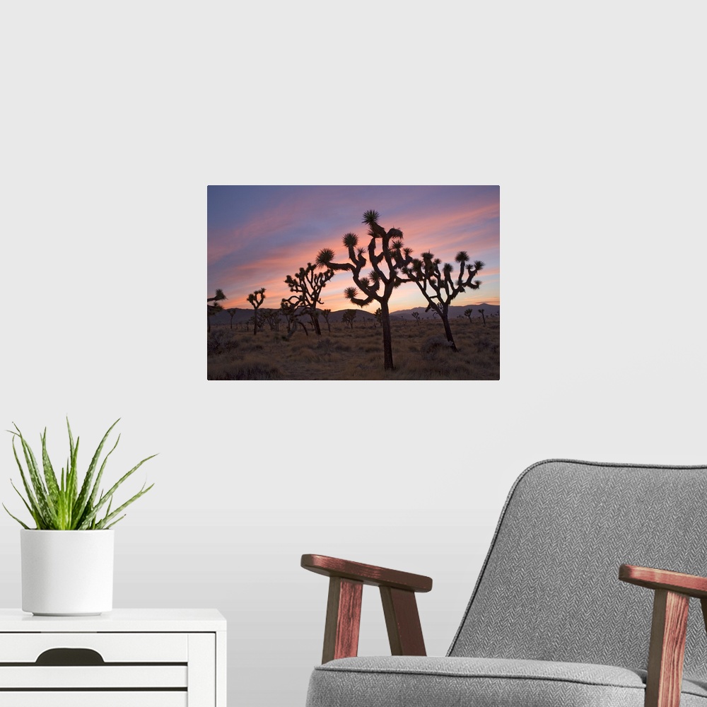 A modern room featuring Joshua Trees Silhouetted At Sunset