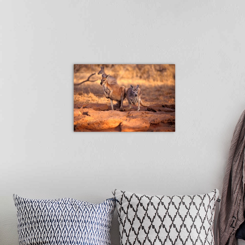 A bohemian room featuring Kangaroos in the Desert