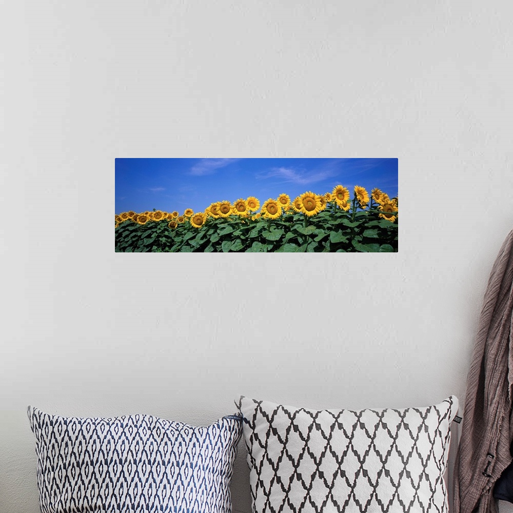 A bohemian room featuring A row of tall sun flowers extending their broad leaves and following the sun against a clear blue...