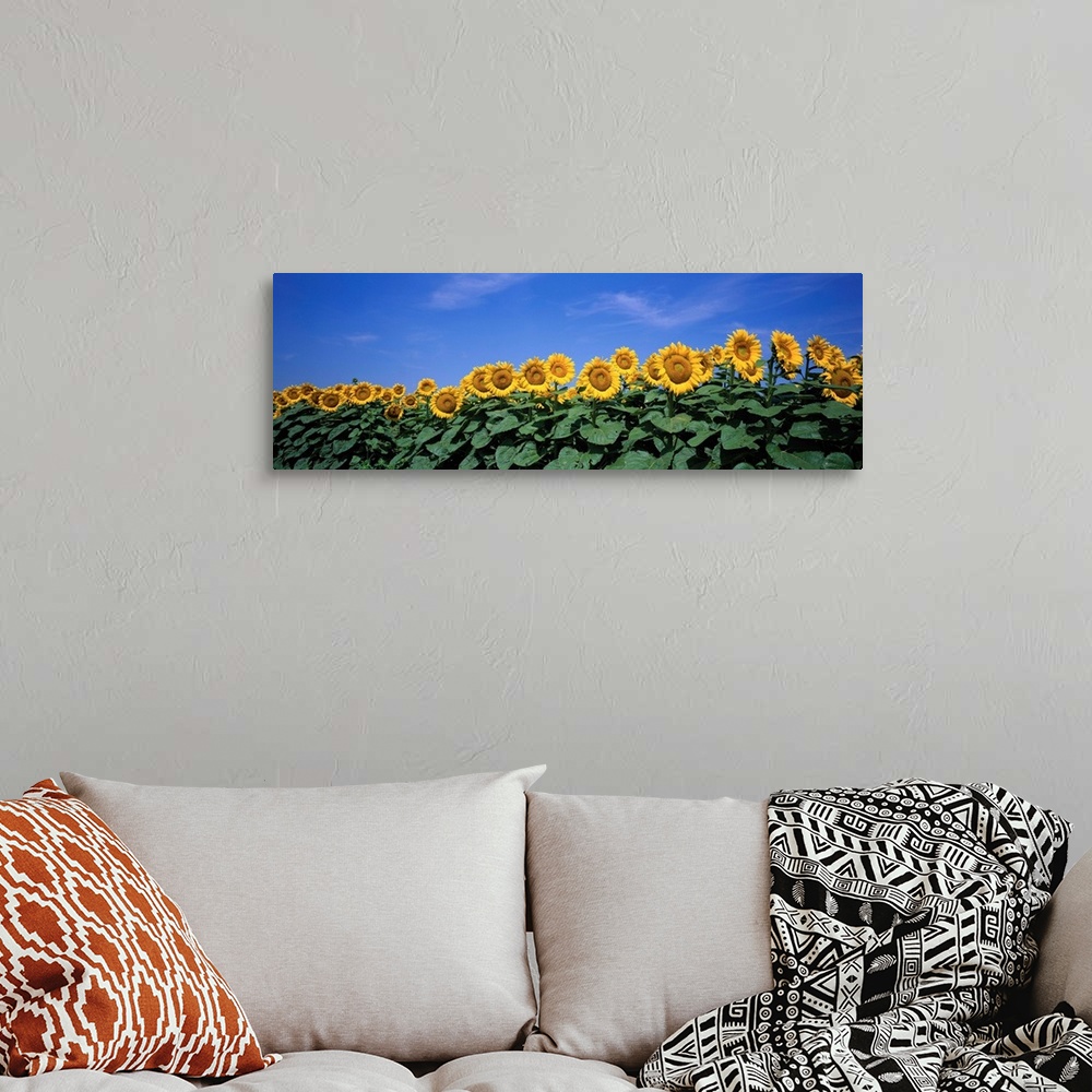 A bohemian room featuring A row of tall sun flowers extending their broad leaves and following the sun against a clear blue...