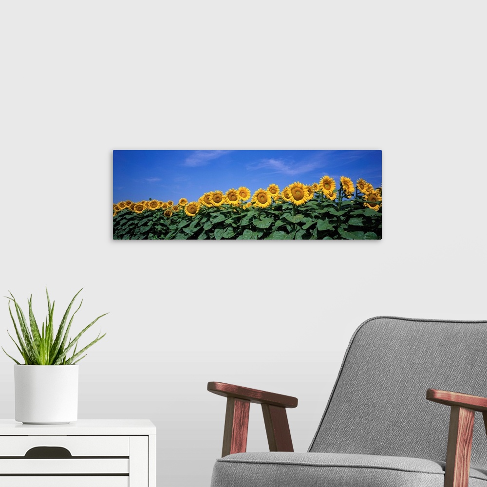 A modern room featuring A row of tall sun flowers extending their broad leaves and following the sun against a clear blue...