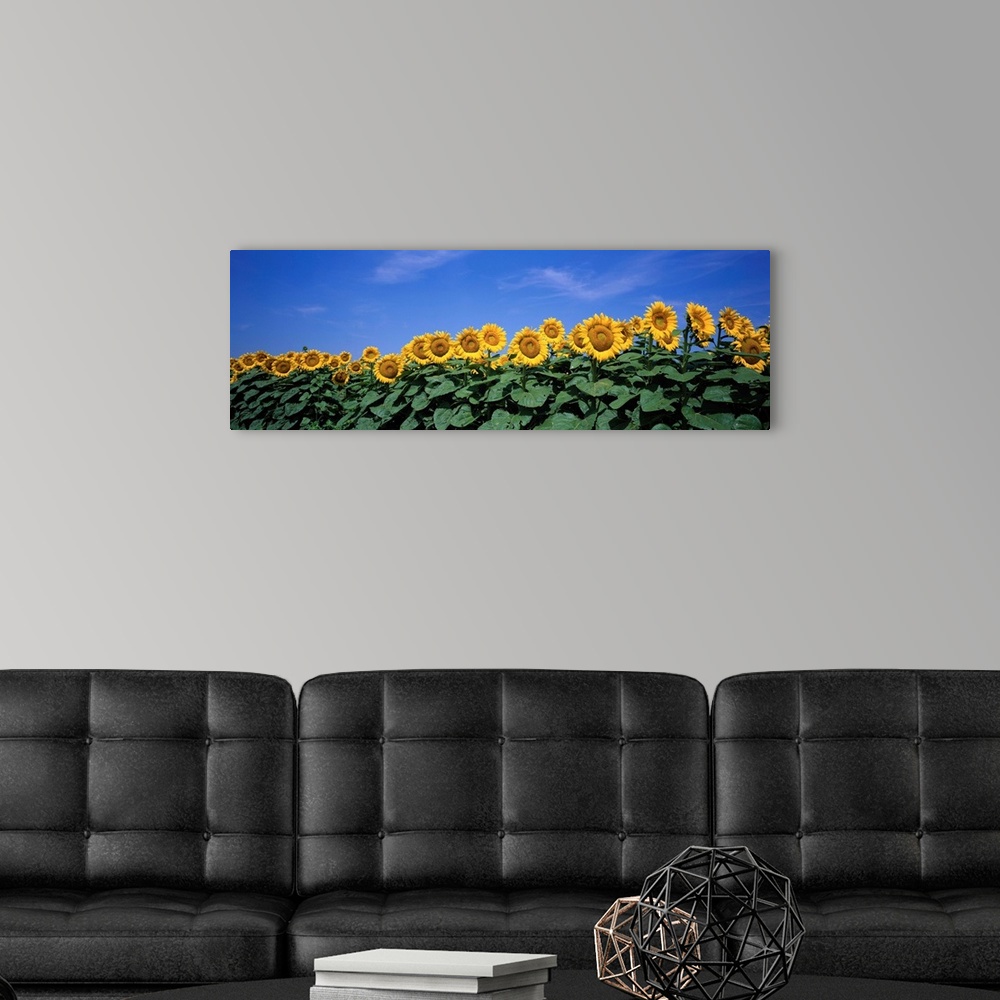 A modern room featuring A row of tall sun flowers extending their broad leaves and following the sun against a clear blue...