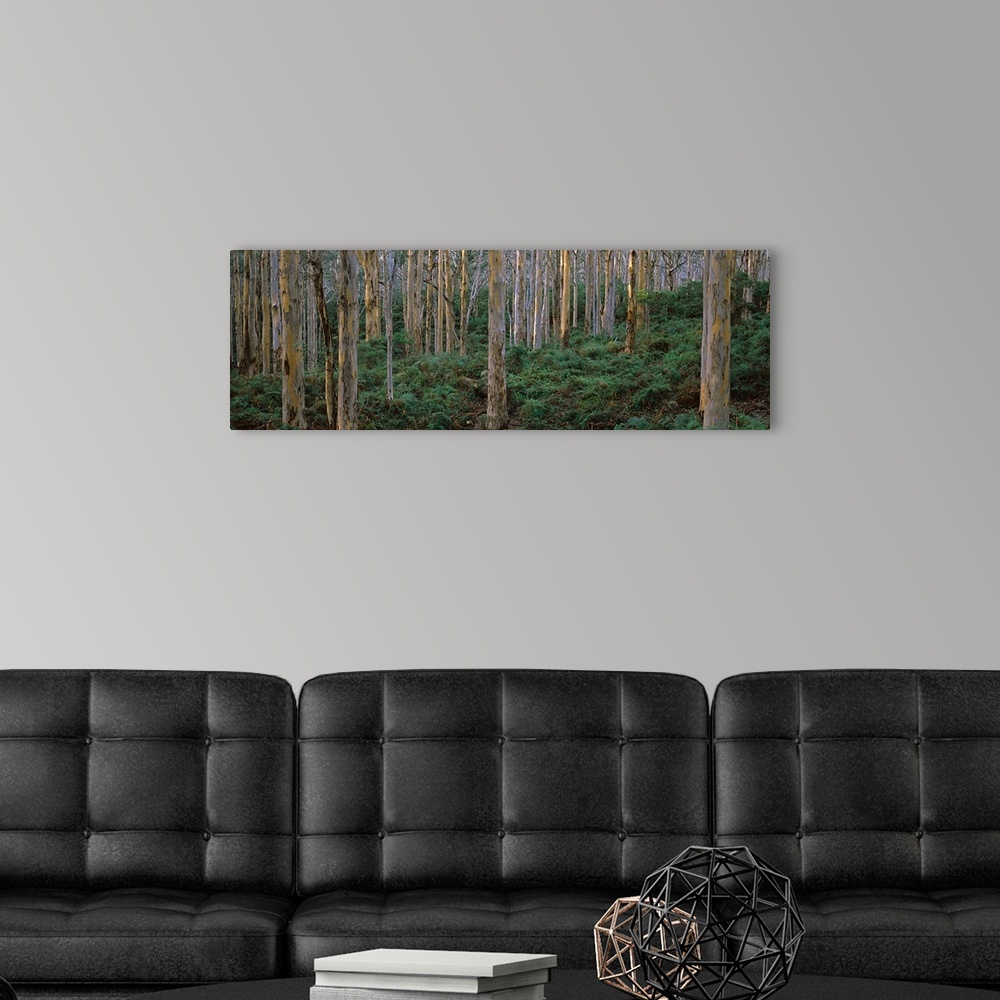 A modern room featuring Karri Trees in a forest, Caves Road, Boranup Forest, Leeuwin Naturaliste National Park, Western A...