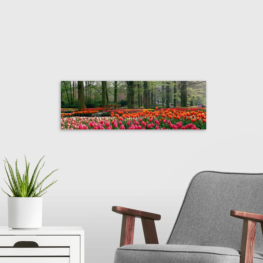 A modern room featuring Panoramic photograph of tulips with landscaped trees in the background.