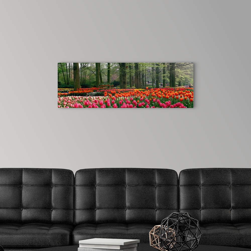 A modern room featuring Panoramic photograph of tulips with landscaped trees in the background.