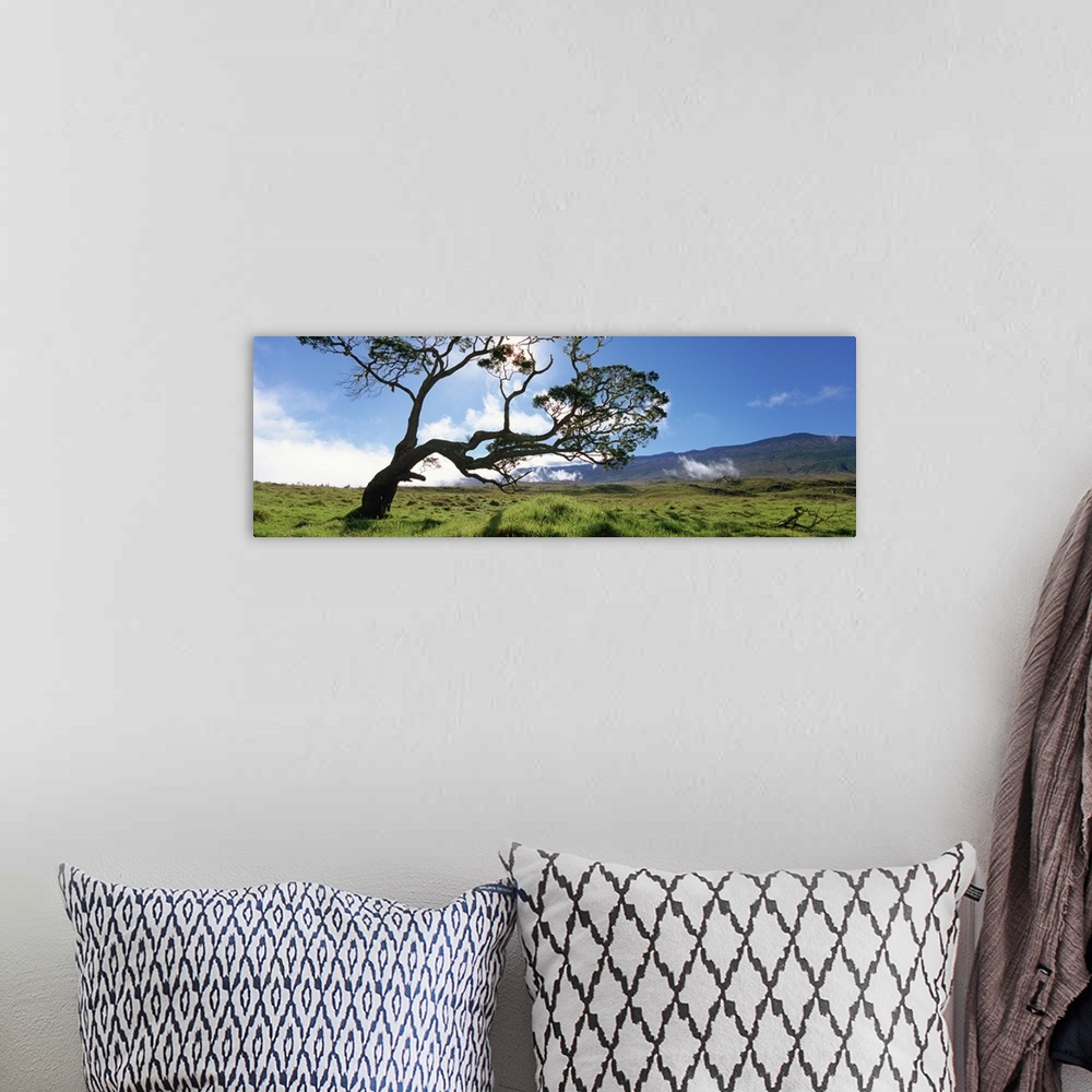 A bohemian room featuring Koa tree on a landscape, Mauna Kea, Big Island, Hawaii