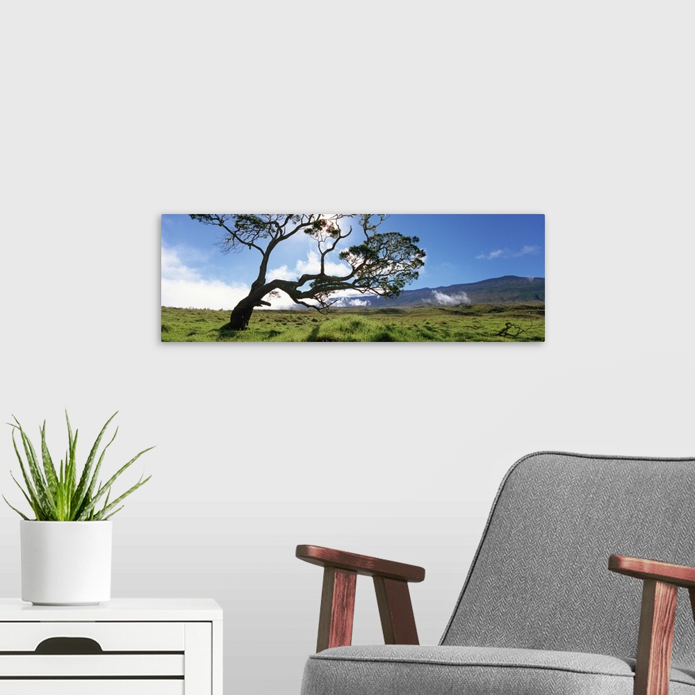 A modern room featuring Koa tree on a landscape, Mauna Kea, Big Island, Hawaii