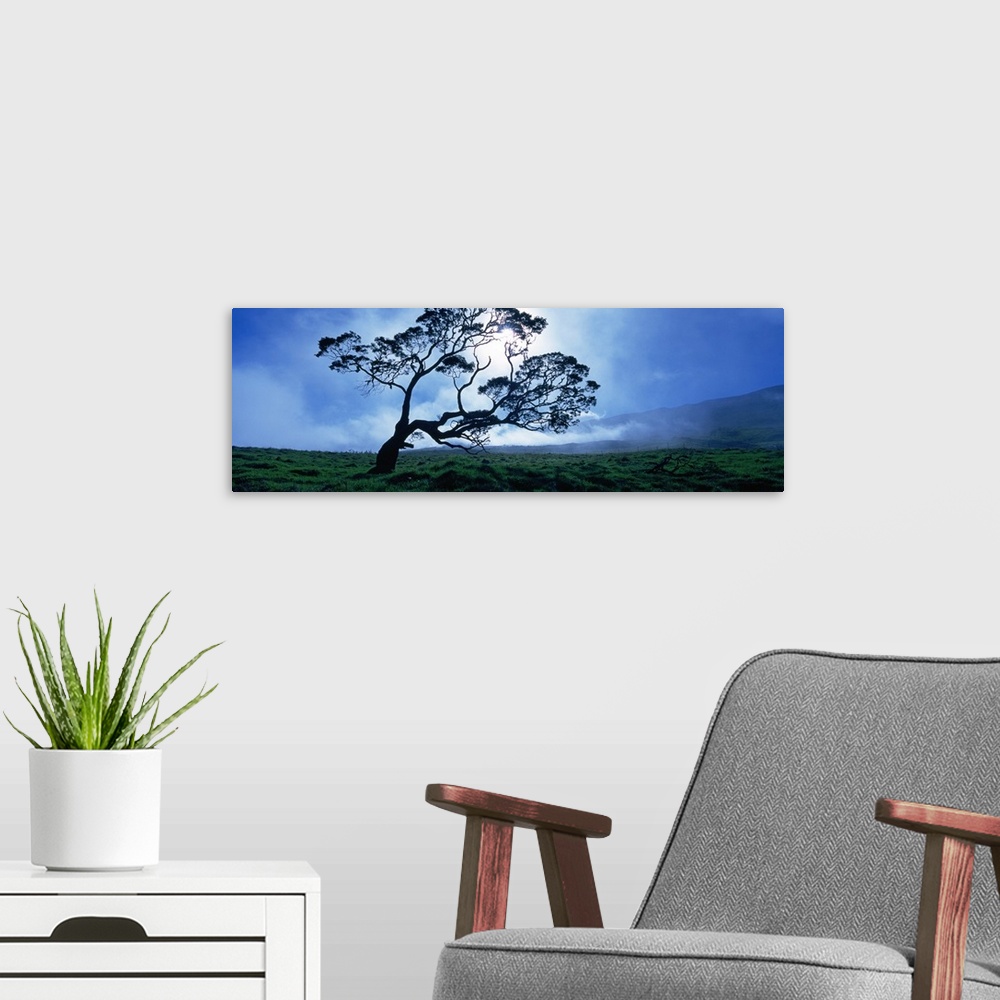 A modern room featuring Koa tree on a landscape, Mauna Kea, Kamuela, Big Island, Hawaii