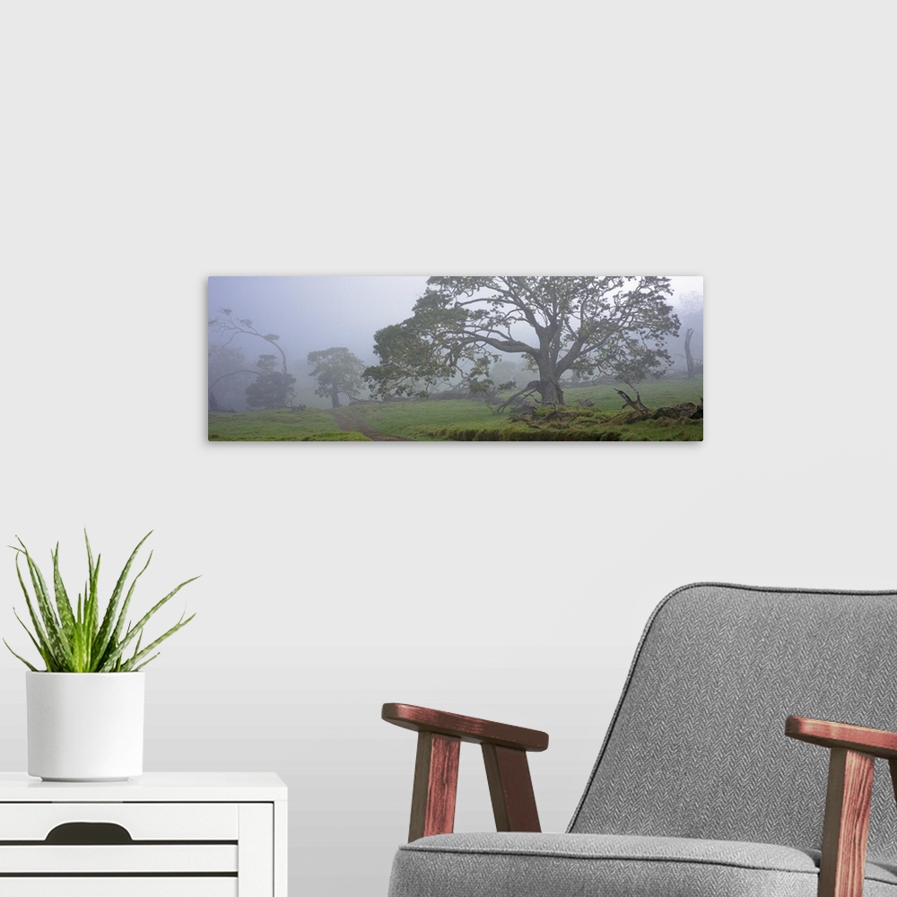 A modern room featuring Koa trees on a landscape, Mauna Kea, Mana Road, Big Island, Hawaii