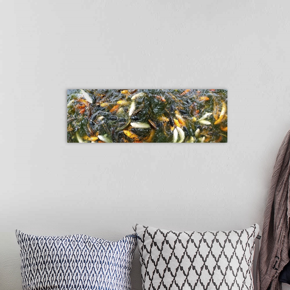 A bohemian room featuring Panoramic looking down at a pond filled with koi fish of all colors.