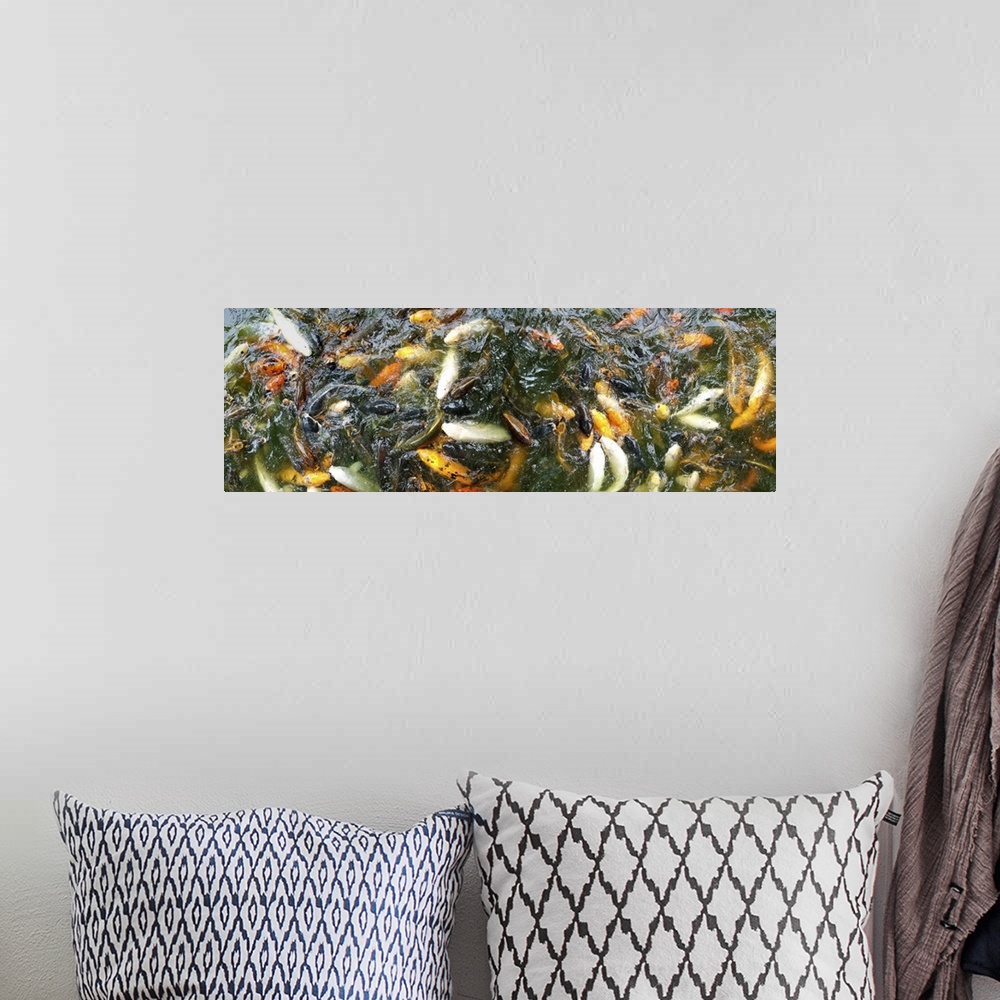 A bohemian room featuring Panoramic looking down at a pond filled with koi fish of all colors.
