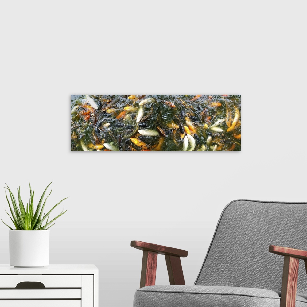 A modern room featuring Panoramic looking down at a pond filled with koi fish of all colors.
