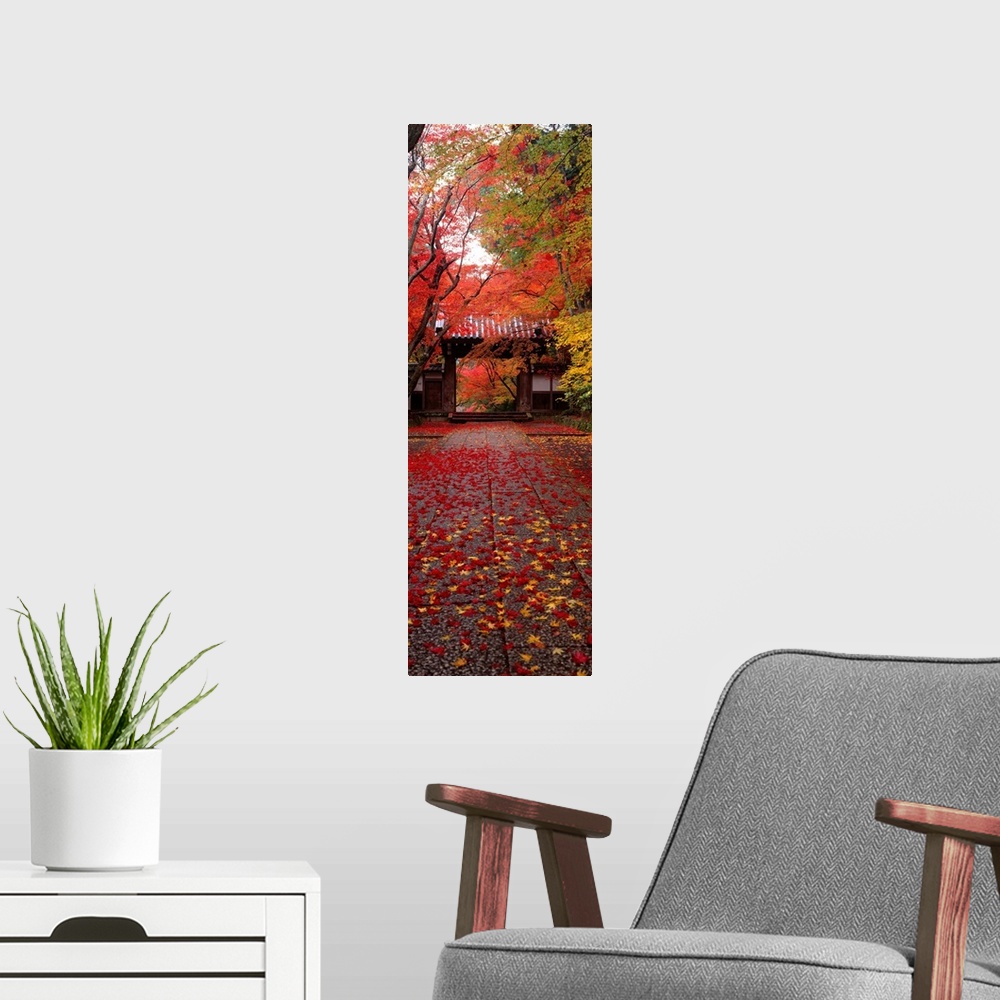 A modern room featuring A vertical panoramic piece of a Japanese temple with red and yellow leaves covering the ground le...