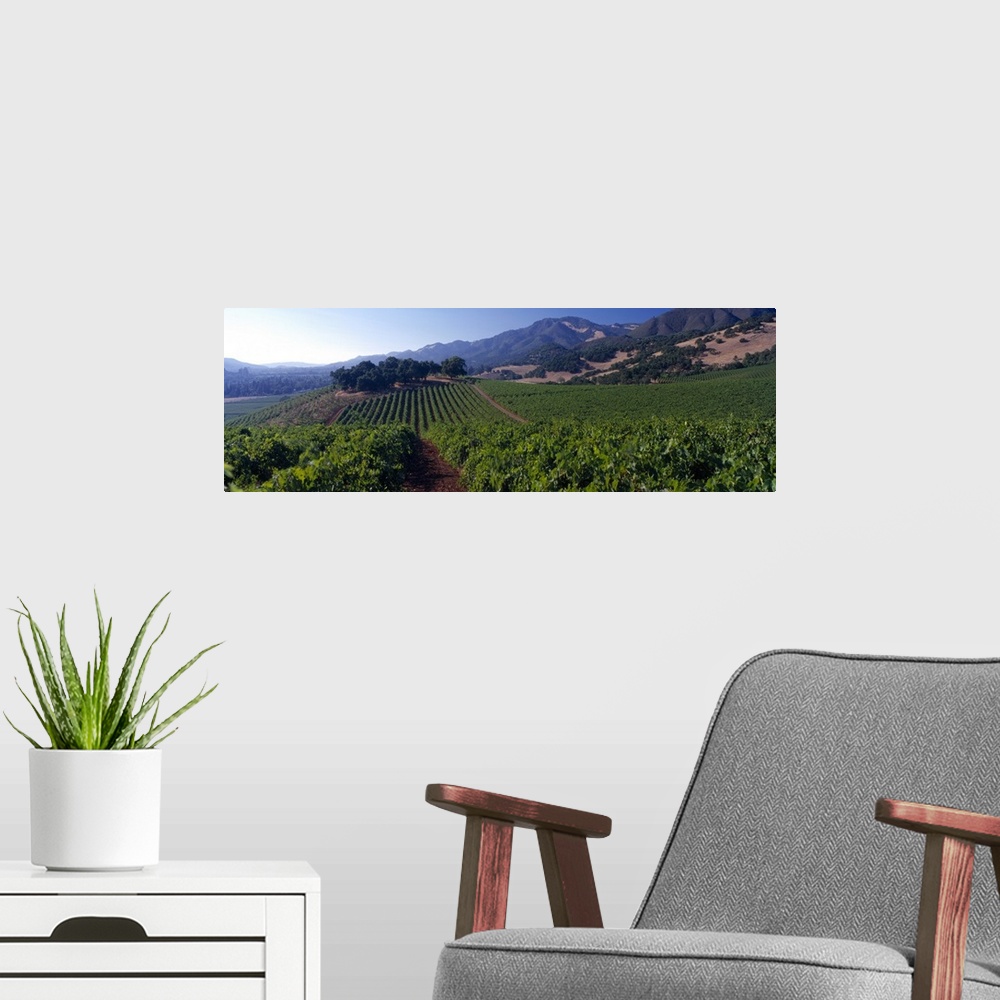 A modern room featuring Long canvas of a vineyard with rolling hills in the distance.