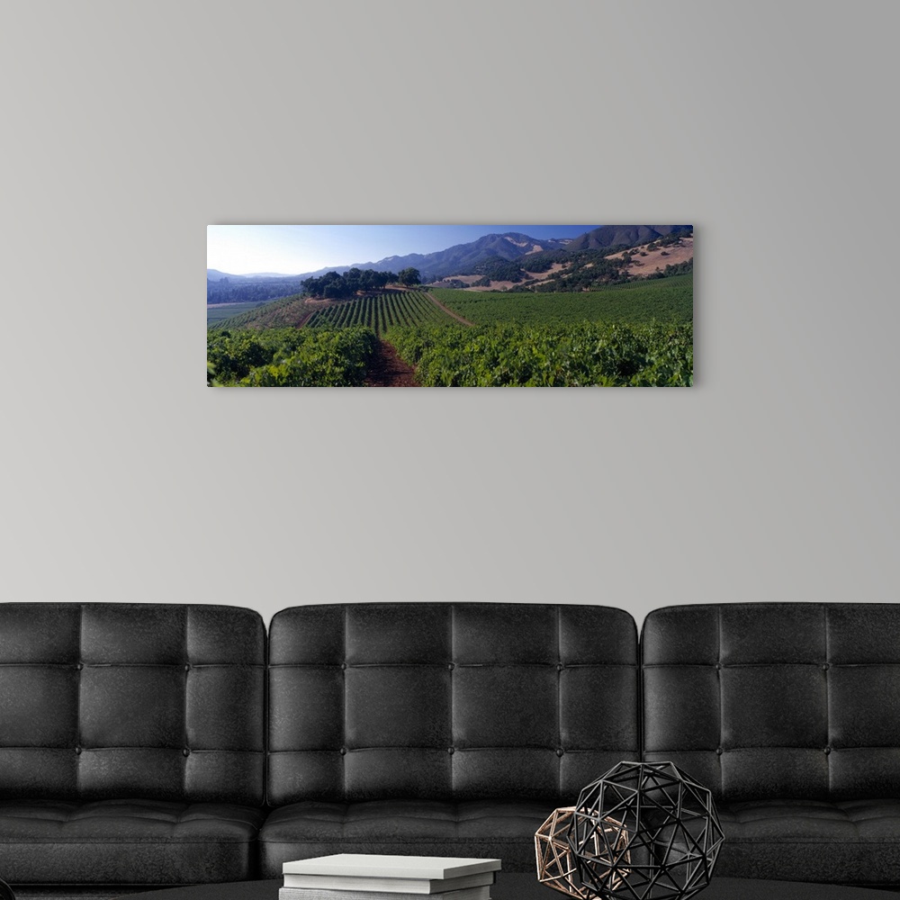 A modern room featuring Long canvas of a vineyard with rolling hills in the distance.