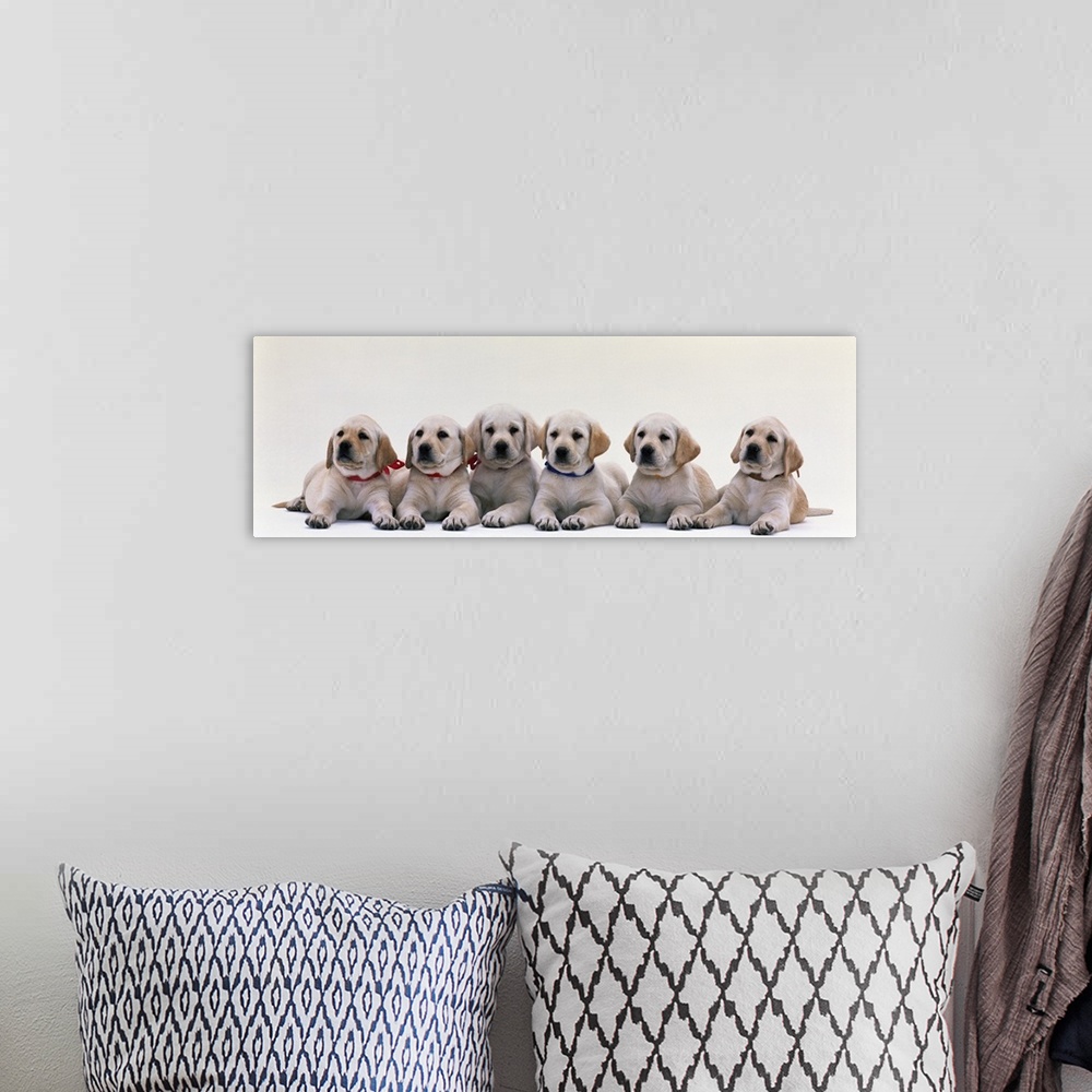A bohemian room featuring Labrador Puppies