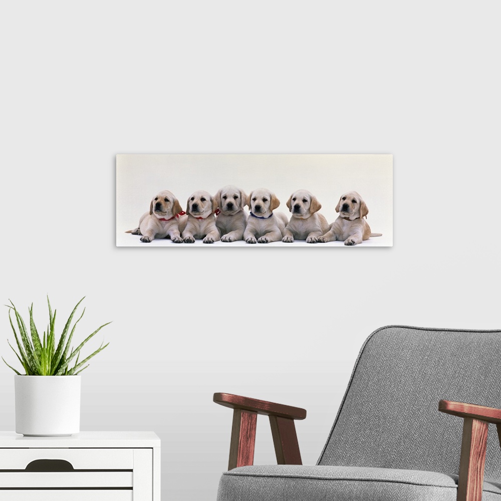 A modern room featuring Labrador Puppies