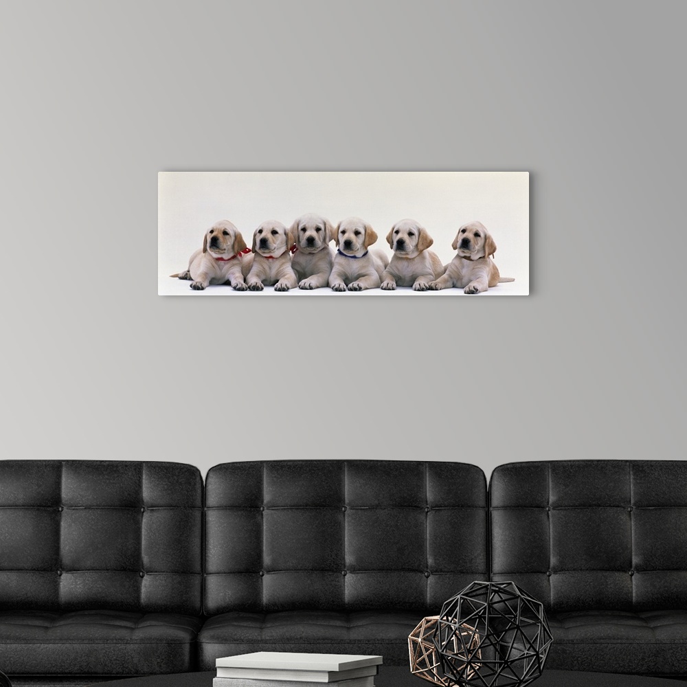 A modern room featuring Labrador Puppies