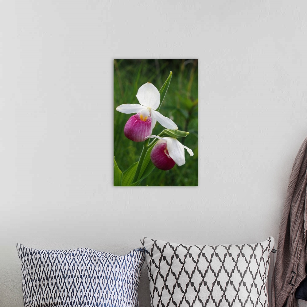 A bohemian room featuring Close up photograph of two Lady Slipper orchids in bloom in Michigan.