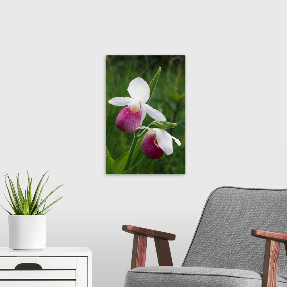 A modern room featuring Close up photograph of two Lady Slipper orchids in bloom in Michigan.