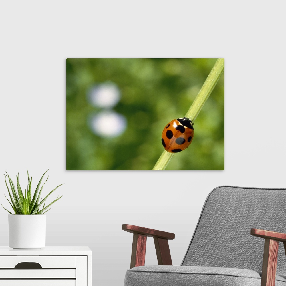 A modern room featuring Ladybug on a stem