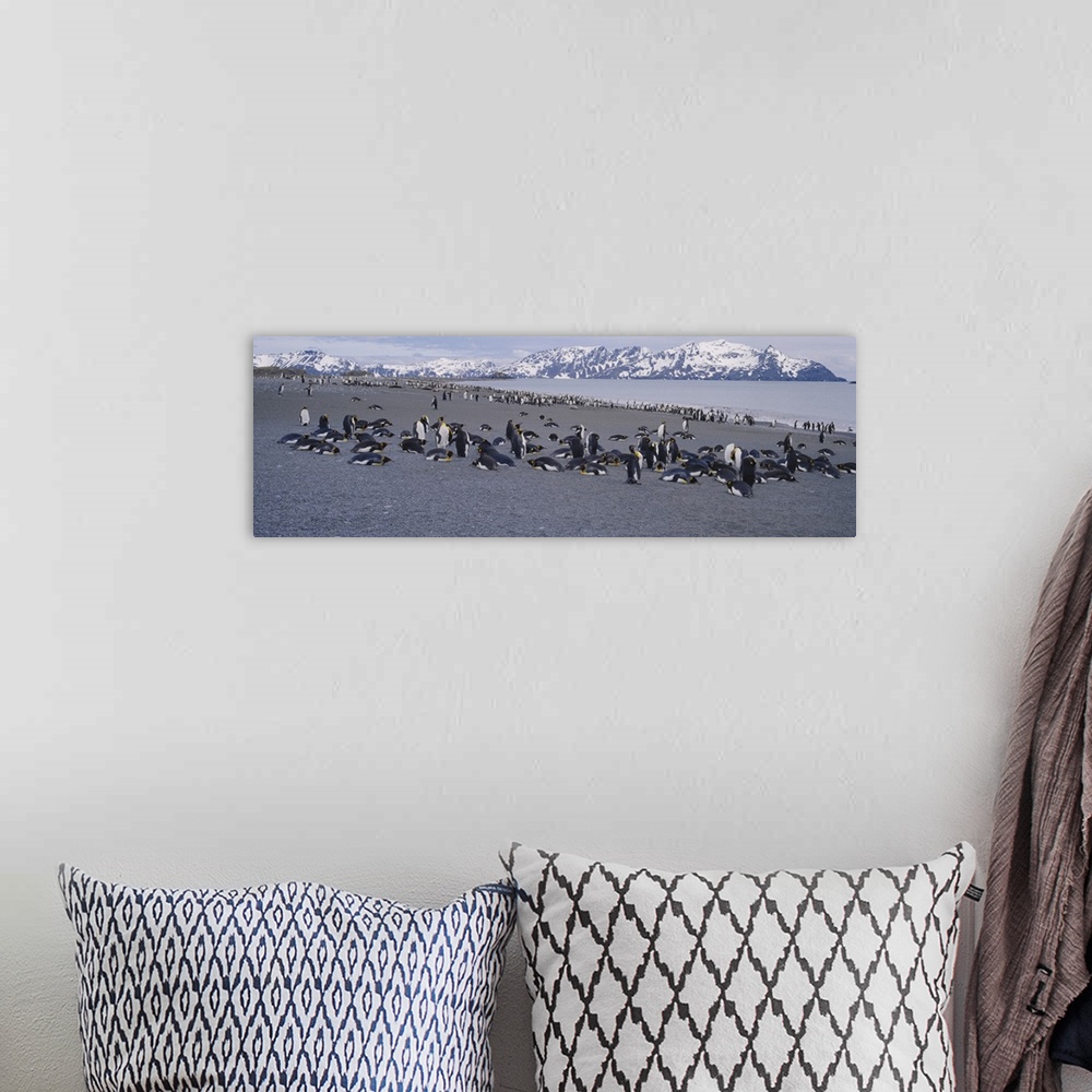 A bohemian room featuring Large group of King penguins at the coast with snow capped mountains in the background, Salisbury...
