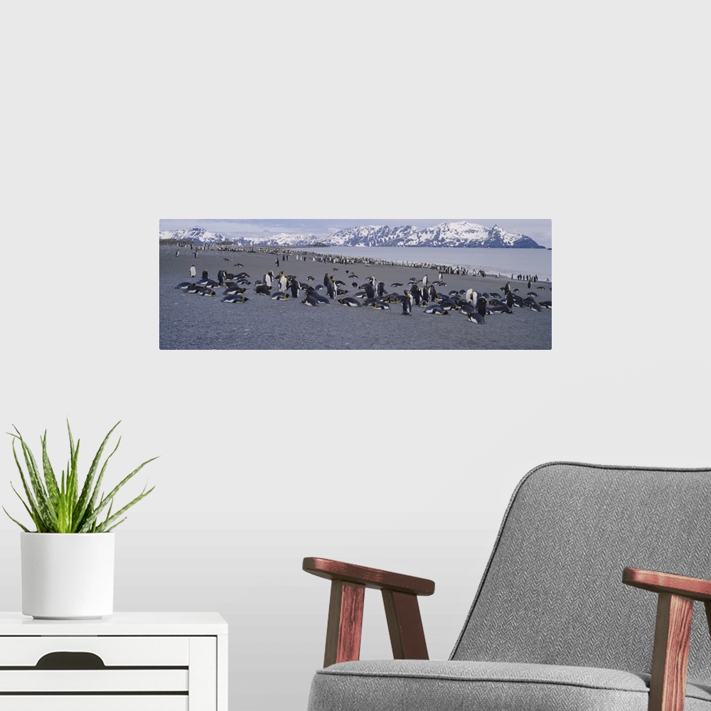 A modern room featuring Large group of King penguins at the coast with snow capped mountains in the background, Salisbury...