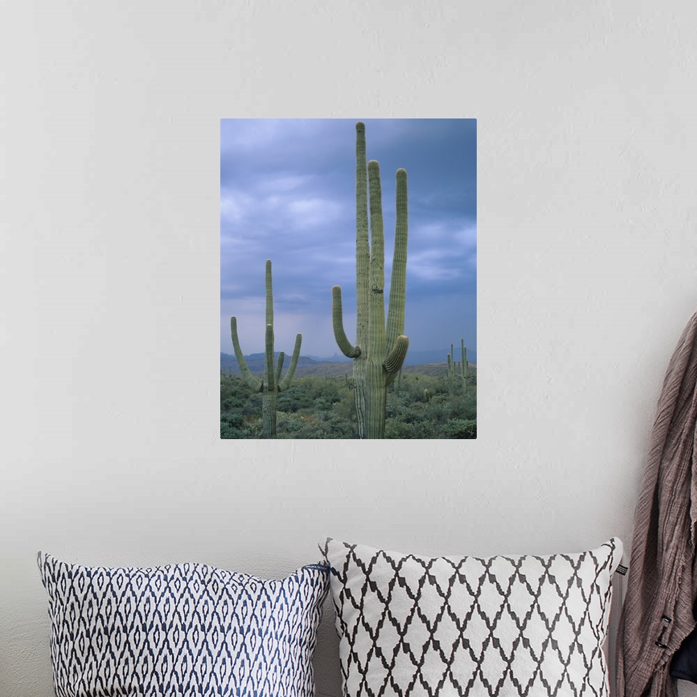 A bohemian room featuring Large Saguaro Cactus in the Sonoran Desert, Tonto National Forest, Arizona