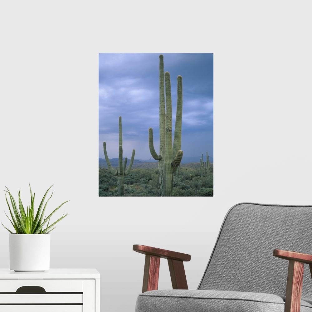 A modern room featuring Large Saguaro Cactus in the Sonoran Desert, Tonto National Forest, Arizona