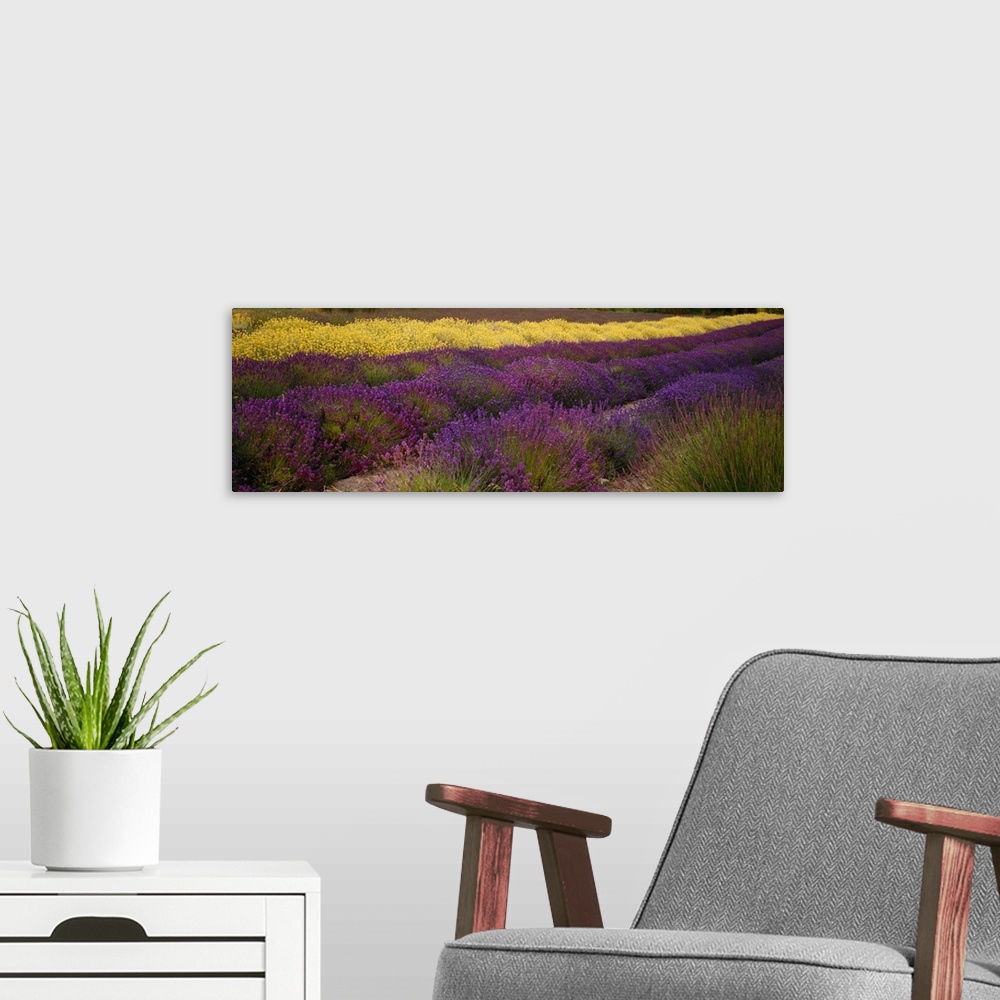 A modern room featuring Panoramic photograph shows rows of brightly colored flowers at an angle in a field located within...