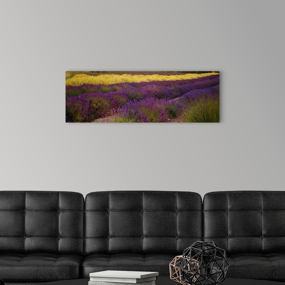 A modern room featuring Panoramic photograph shows rows of brightly colored flowers at an angle in a field located within...