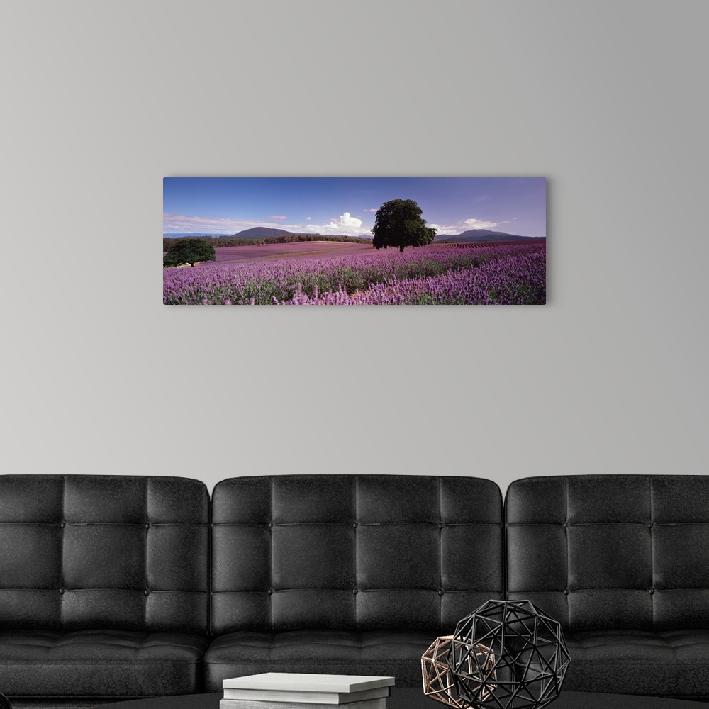 A modern room featuring Big panoramic photo on canvas of a field of flowers with a tree in the middle of it and rolling h...