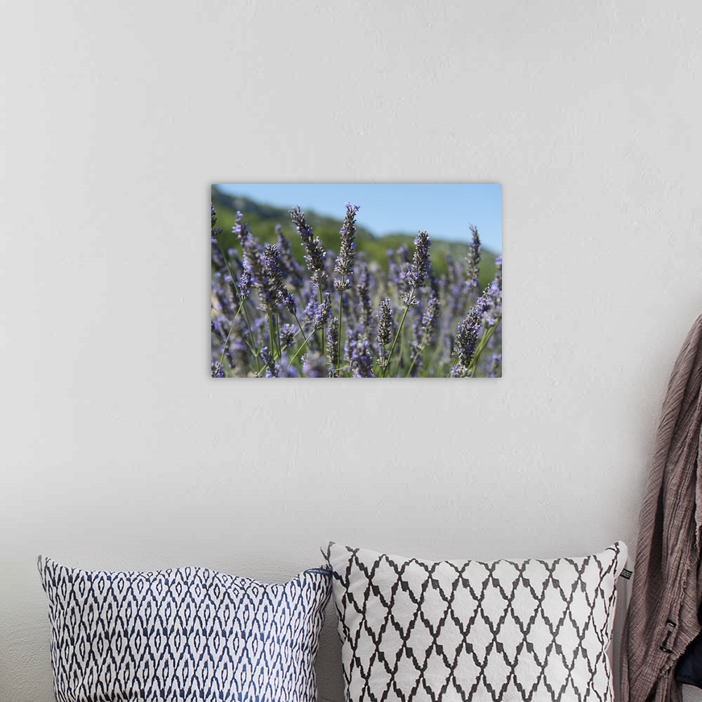 A bohemian room featuring Lavender field, Abbaye De Senanque, Provence Alpes Cote dAzur, France