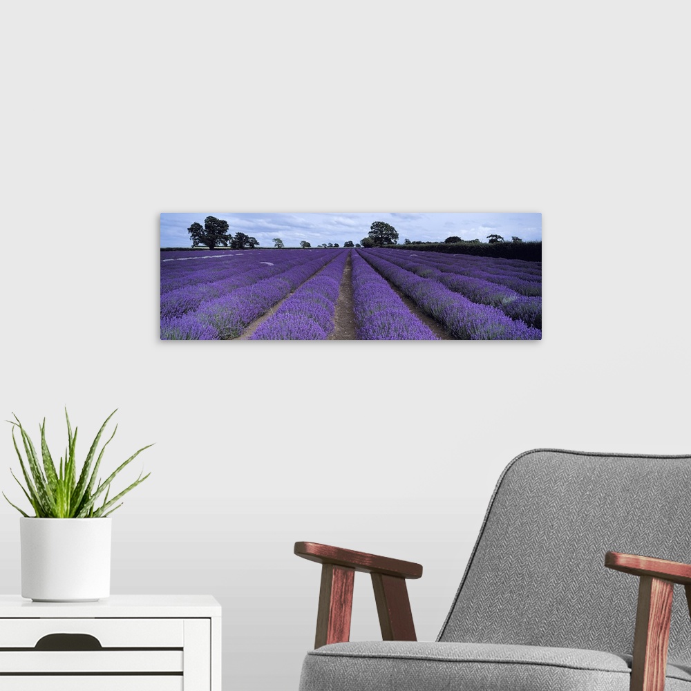 A modern room featuring Lavender field, Faulkland, Somerset, England
