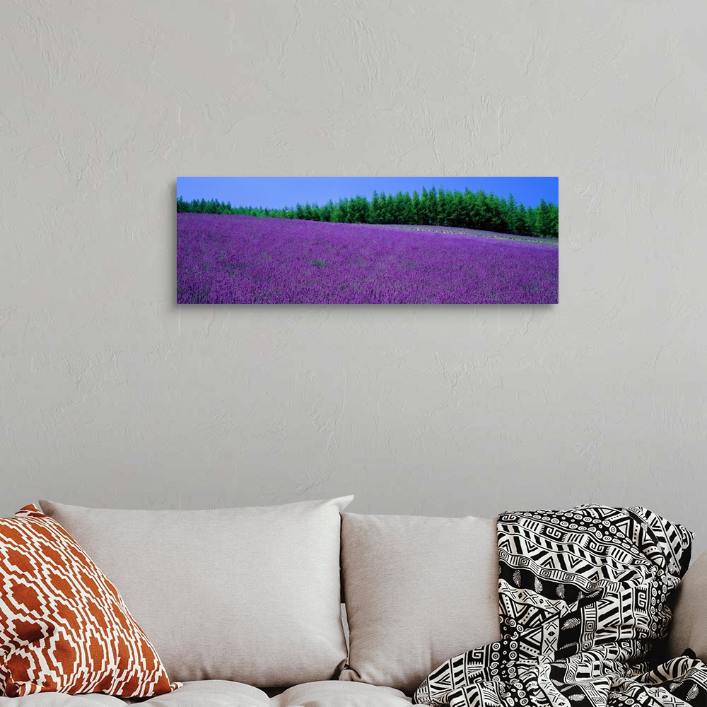 A bohemian room featuring Lavender Field Hokkaido Japan