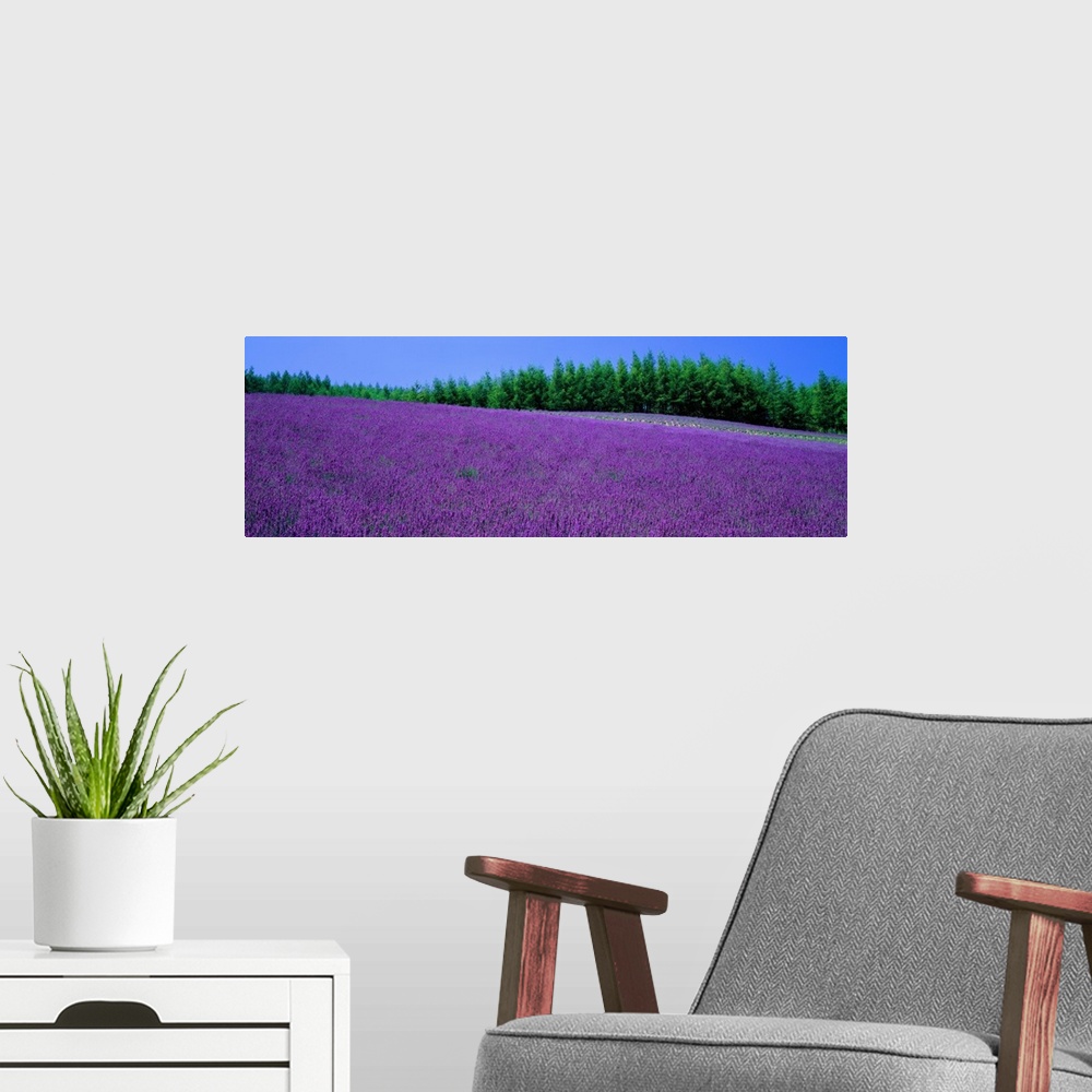 A modern room featuring Lavender Field Hokkaido Japan