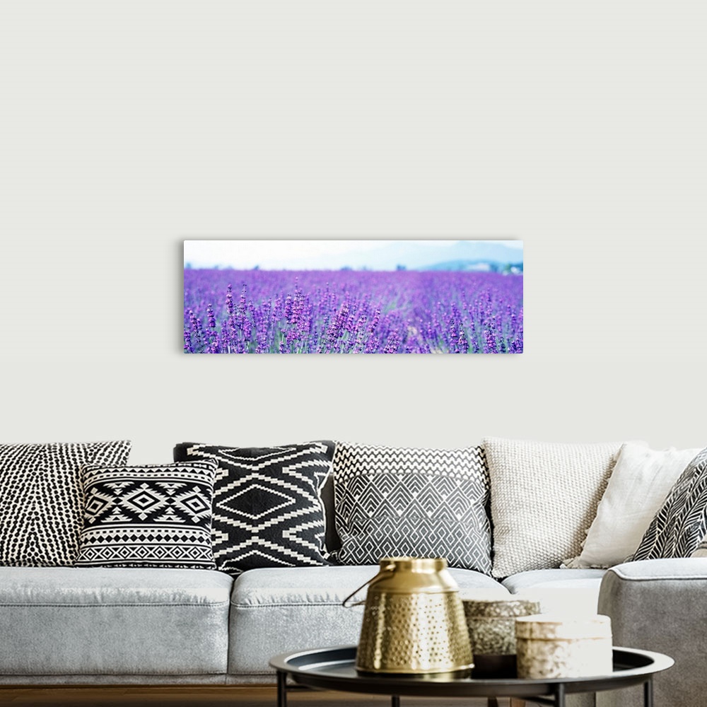 A bohemian room featuring Large panoramic photo on canvas of a field of lavender flowers with a mountain in the background.