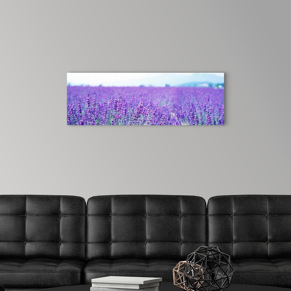 A modern room featuring Large panoramic photo on canvas of a field of lavender flowers with a mountain in the background.