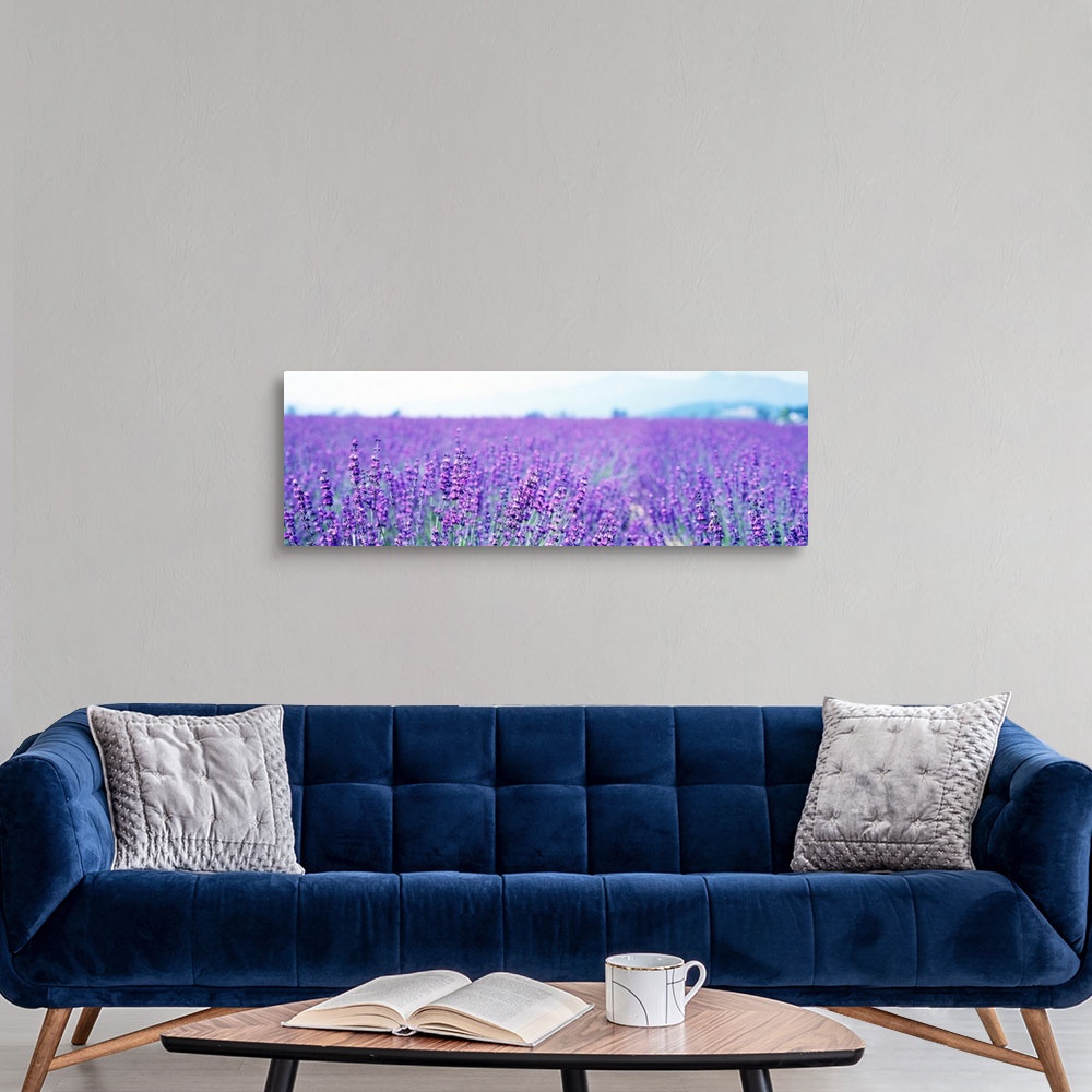 A modern room featuring Large panoramic photo on canvas of a field of lavender flowers with a mountain in the background.