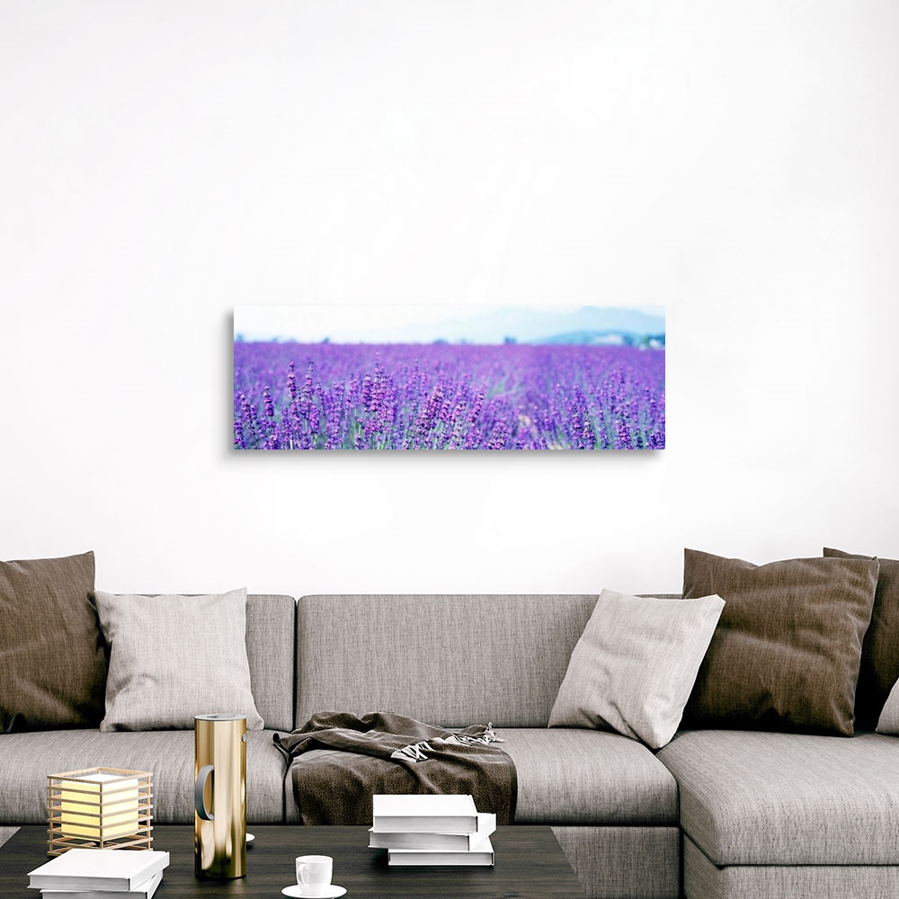 A traditional room featuring Large panoramic photo on canvas of a field of lavender flowers with a mountain in the background.