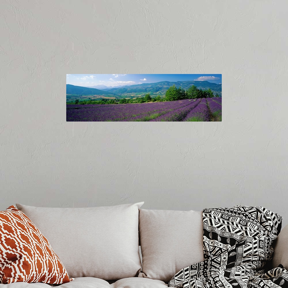 A bohemian room featuring Lavender Field La Drome Provence France