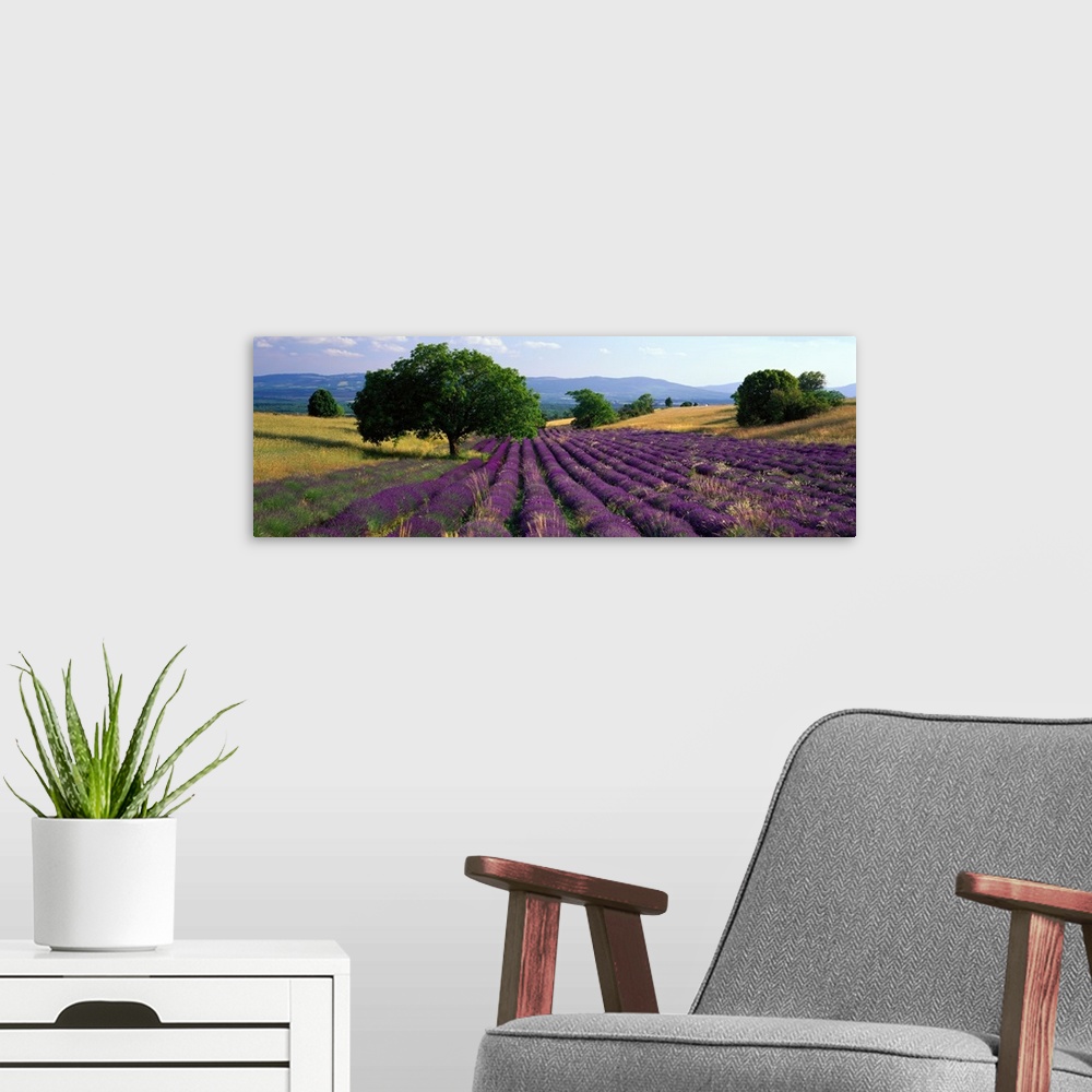 A modern room featuring Panoramic photograph of colorful rows of plants on hillside with trees in the distance under a cl...