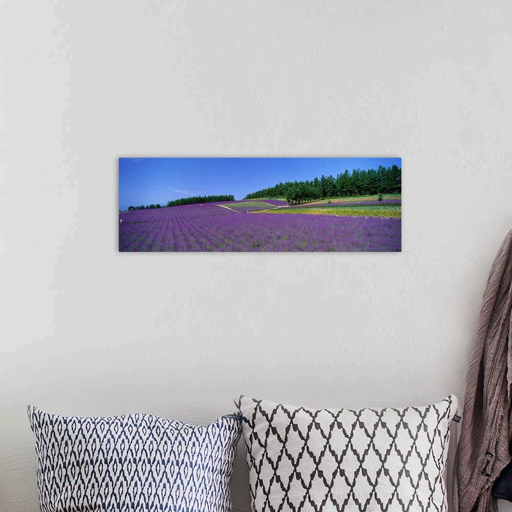 A bohemian room featuring Lavender Field (Nakafurano ) Hokkaido Japan
