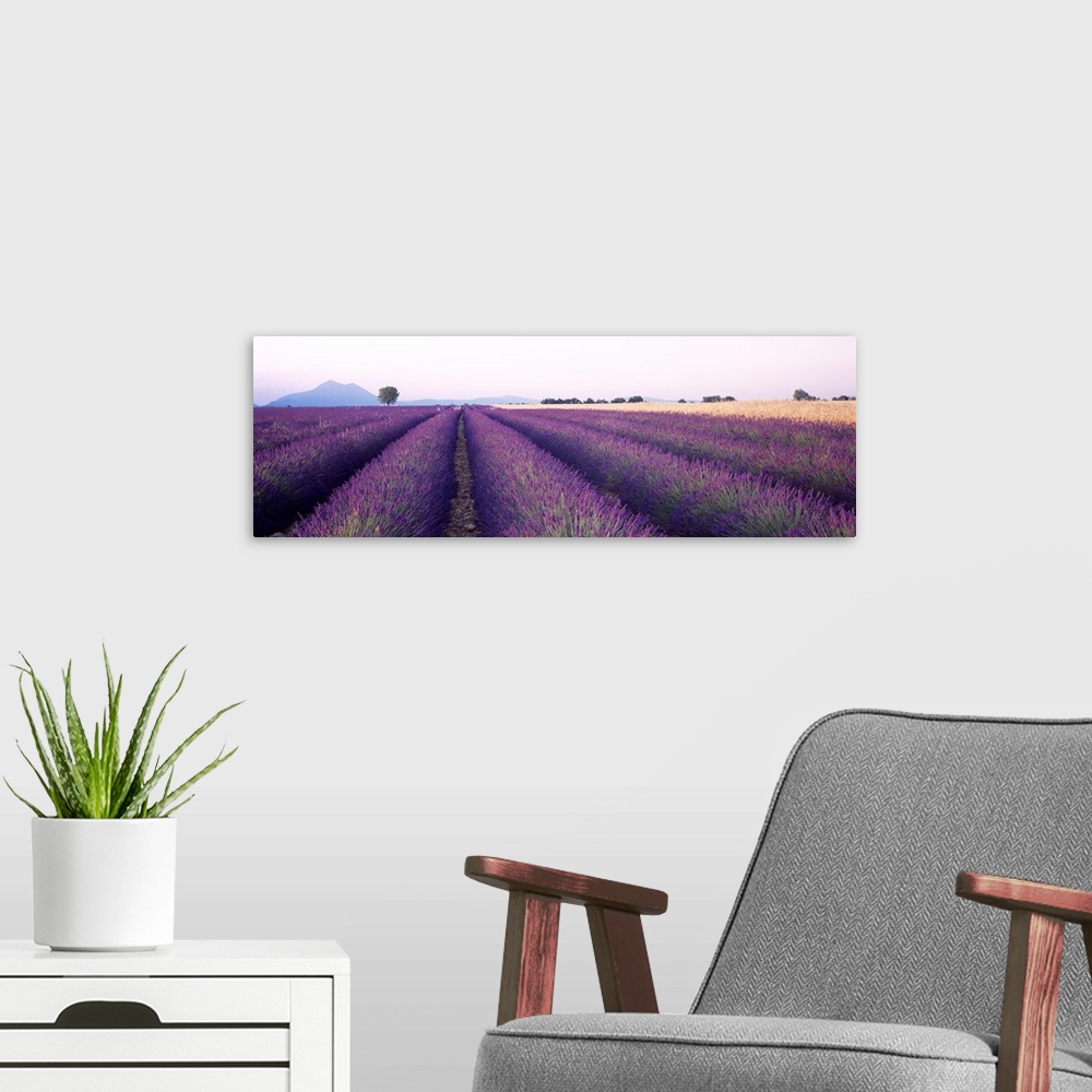 A modern room featuring Lavender Field Plateau de Valensole France