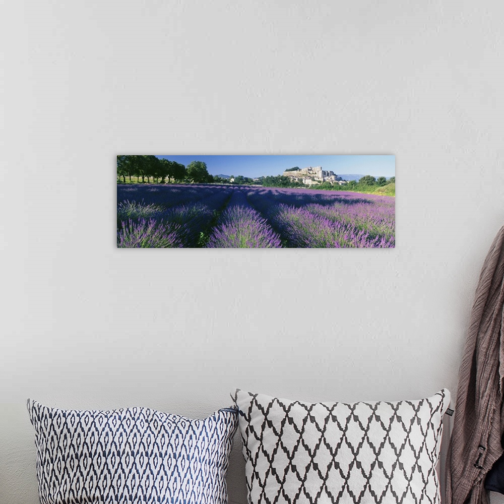 A bohemian room featuring Lavender field, Provence-Alpes-Cote d'Azur, France