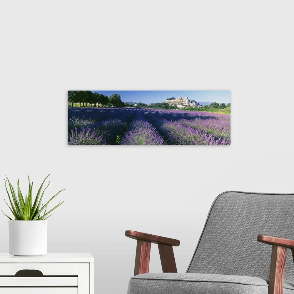 A modern room featuring Lavender field, Provence-Alpes-Cote d'Azur, France