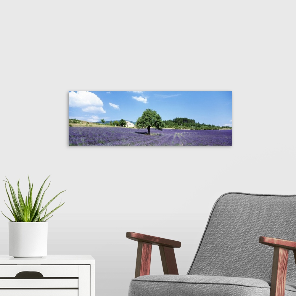 A modern room featuring Lavender Field Provence France