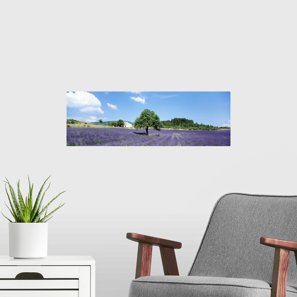 A modern room featuring Lavender Field Provence France
