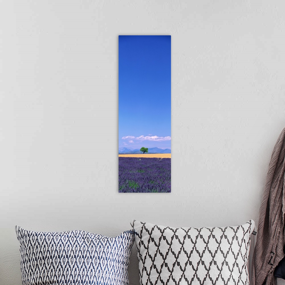 A bohemian room featuring This tall panoramic piece is a photograph of a single tree in the distance with a field full of p...