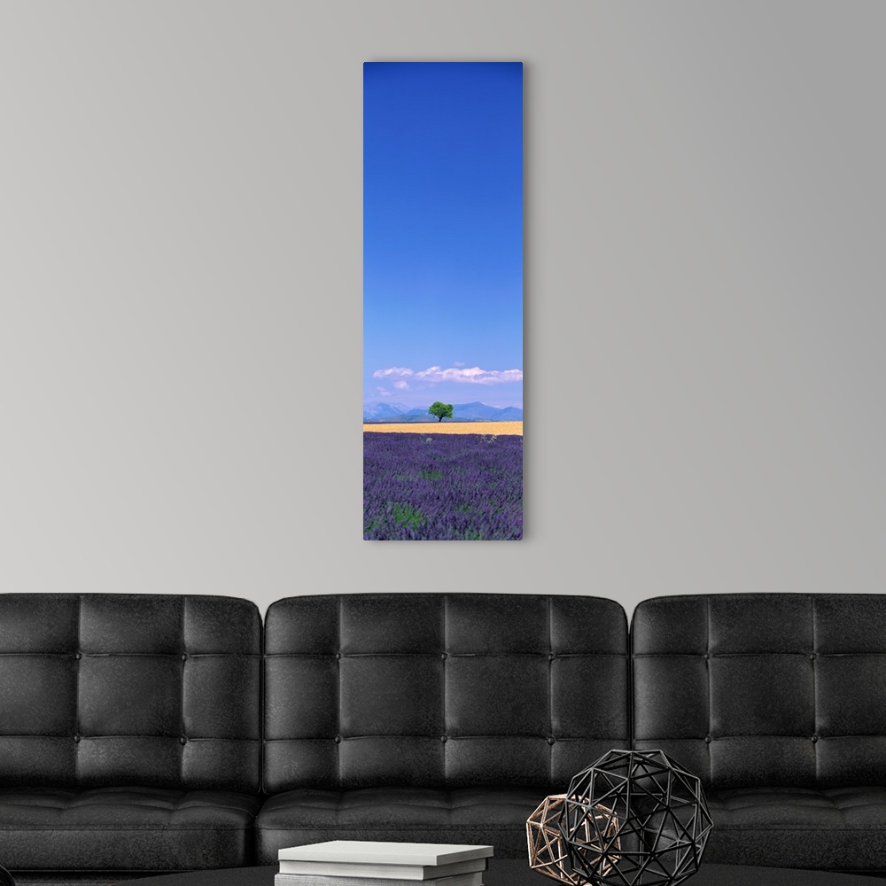 A modern room featuring This tall panoramic piece is a photograph of a single tree in the distance with a field full of p...